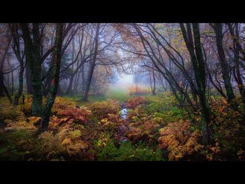 Видео: Звуки Природи для Твого Сну та Відпочинку | Звуки Лісу