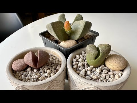 Видео: Плейоспилос/ Pleiospilos. Вы раз и навсегда забудете о том, что Плейоспилос может сгнить. 16.10.25