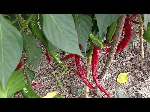 Видео: В гостях у брата Сад огород в Рязанской области