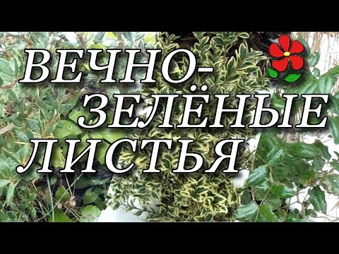 Видео: Вечнозелёные ЛИСТВЕННЫЕ растения нашего климата. Обзор.