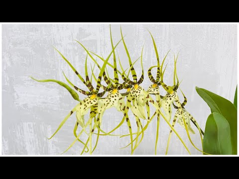Видео: Brassia /Брассия/ - орхидея для новичка!