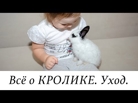 Видео: КРОЛИК - ПЛЮСЫ и МИНУСЫ. УХОД за кроликом. Наша Масяня 🐰