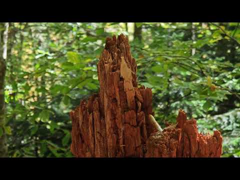 Видео: Поход на плато Черногор и Майнкрафт пенёк 
