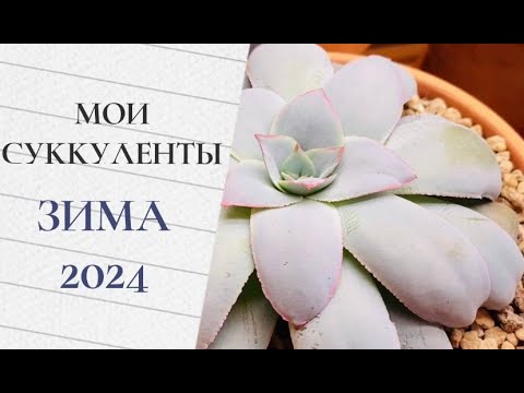 Видео: Мои суккуленты 2024 (часть 1)