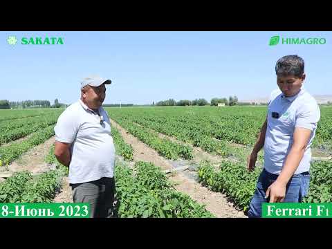 Видео: ЖУДА ХАМ КЎП САВОЛЛАРГА ЖАВОБ ФЕРРАРИ F1 ШИРИН ҚАЛАМПИРИ. ЭНДИ ДАЛАДА! 3-ҚИСМ (Ferrari F1-Sakata)