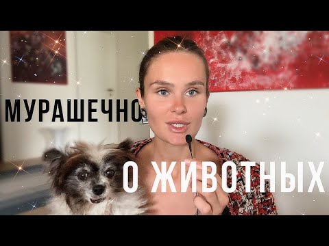 Видео: Самая МУРАШЕЧНАЯ болталка | Мои Собаки | АСМР