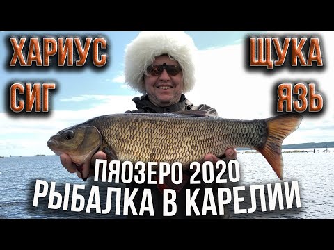 Видео: Рыбалка в Карелии, Пяозеро 2020, сиг, хариус, язь, щука.