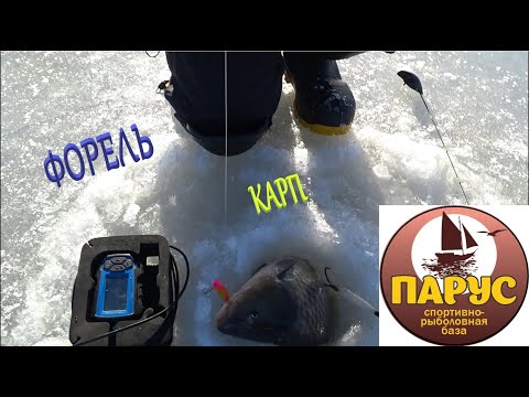 Видео: ФОРЕЛЬ КАРП ЯНВАРЬ ПАРУС-ЮГ 2025г.