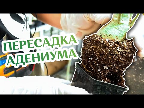 Видео: Как Пересадить Адениум... Пересадка и не только!