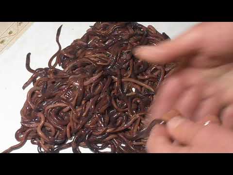 Видео: Черный Принц - моя версия Старателя, выведенная за 4 года.