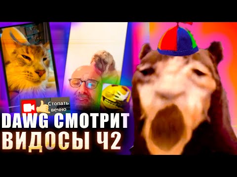 Видео: DAWGONOSIK СМОТРИТ - ПОДБОРКА СМЕШНЫХ ВИДЕО Ч2