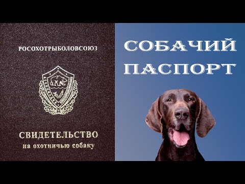 Видео: Как получить свидетельство на охотничью собаку?