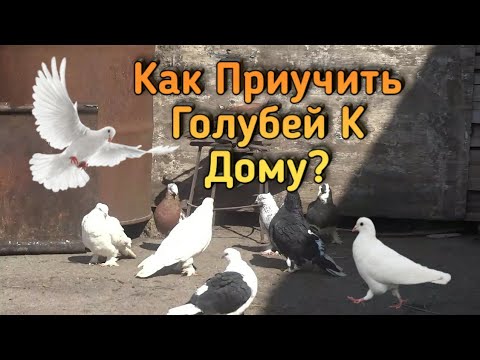 Видео: Как приучить Голубей к Дому, Почему голуби бросают Пискунов, АНДИЖАНСКИЕ БОЙНЫЕ ВЫСОКОЛЁТНЫЕ ГОЛУБИ