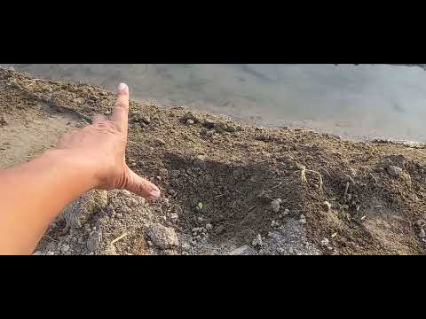 Видео: Тарвуз экиш сирлари 5-дарс.2023-05-13.