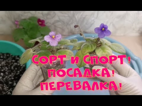 Видео: Сорт и Спорт! Посадка и перевалка фиалок! Обычный будний день!