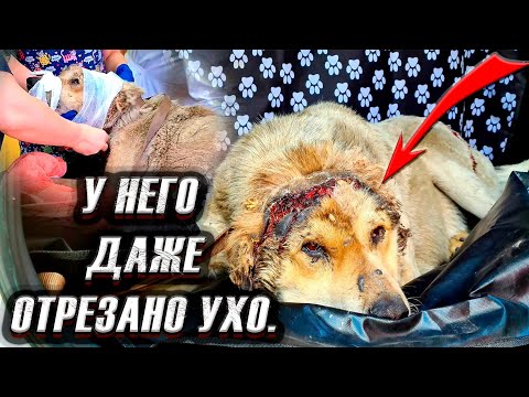 Видео: У собаки снят скальп?!😱 Ловим ее с помощью пневмата с усыпительным🥺