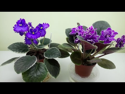 Видео: Пересадка фиалки с полной заменой грунта. Когда требуеться такая пересадка?