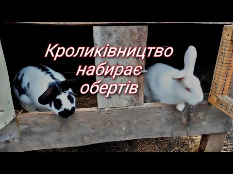 Видео: Все ще попереду❗Панон, Полтавське срібло, Строкач те на чому ми зупинилися❗