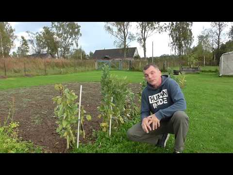 Видео: Русские черные бобы. Урожай бобов.