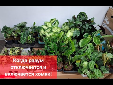 Видео: Обзор поступления комнатных растений от 16.12.2024г. Филодендрон флорида бьюти, пинк биркин, калатеи