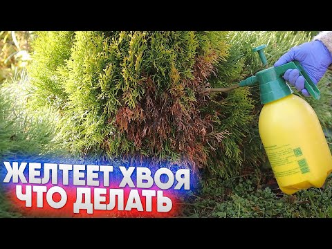 Видео: Желтеет хвоя  - что делать?