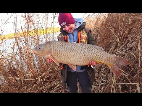 Видео: ОГРОМНЫЙ САЗАН НА ЗАКИДУШКИ. 5 ЛЕТ МЕЧТАЛ О ТАКОЙ РЫБЕ. Рыбалка на закидушки.