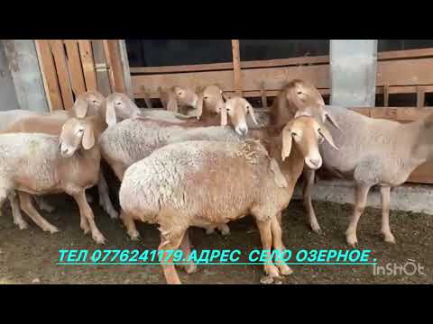 Видео: 10 баш араган козулар сатылат 😱😱😱💥🔥