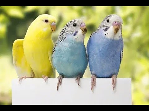 Видео: Обработка и переселение попугаев. Купил петушков.