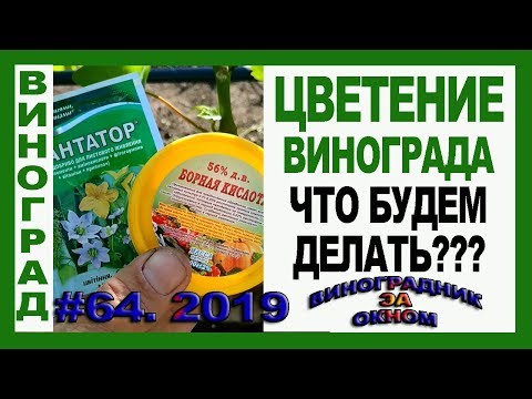 Видео: 🍇 ВАЖНО. Цветение винограда. Что НЕПРЕМЕННО нужно сделать. Что НЕЛЬЗЯ. Обработка винограда бором.