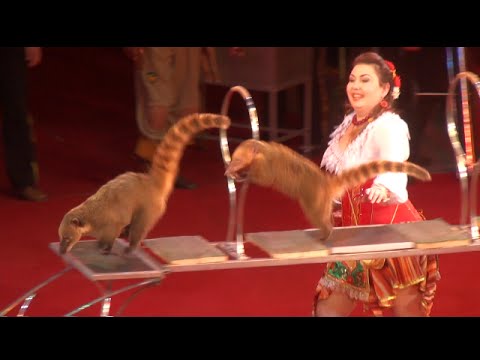 Видео: Circus. The show of different animals. Цирк. Шоу разных животных.