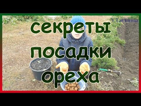 Видео: Секреты осенней посадки ореха из семян. Посадка грецкого ореха.