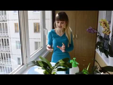 Видео: ЛИМОН как СУПЕР ПОДКОРМКА для орхидей