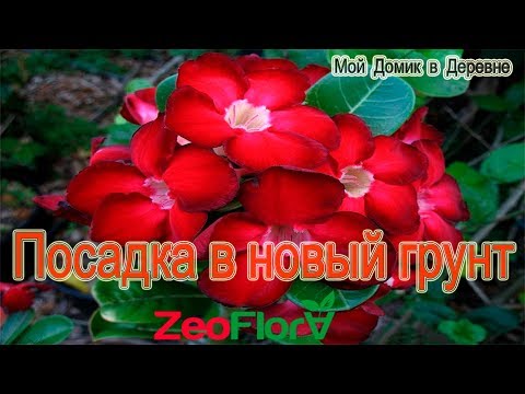 Видео: Адениумы! Посадка в новый субстрат! ZeoFlora для кактусов и суккулентов!