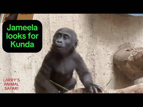 Видео: Малыш Горилла - Джамила борется с Кундой (#17) #clevelandmetroparkszoo