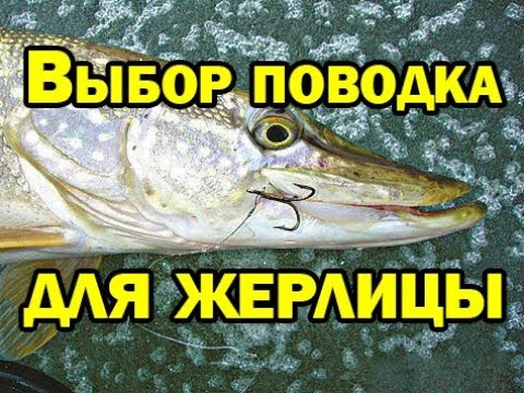 Видео: КАКИЕ ПОВОДКИ СТАВИТЬ НА ЖЕРЛИЦУ????