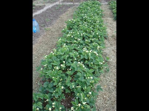 Видео: МОЙ ОГОРОД. УЗКИЕ ГРЯДКИ. 19.04.17//Весенние работы