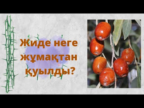 Видео: ЖИДЕ НЕГЕ ЖҰМАҚТАН ҚУЫЛДЫ?