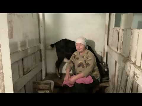 Видео: Про коз…кормлю коз сеном//