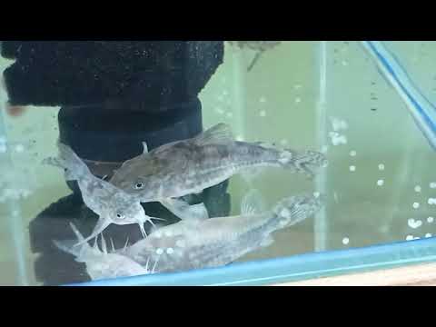 Видео: Крапчатый сомик Подготовка к нересту Нерест Икра