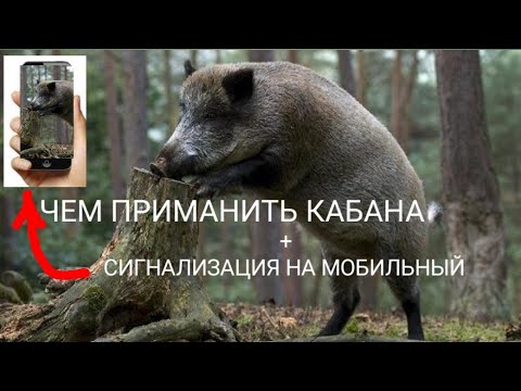 Видео: Как Приманить Кабана и Сигнализация по Мобильной связи