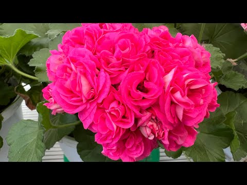 Видео: Мир Труд Май 💐 Всем трудящимся пчёлам с Праздником 😁🎉