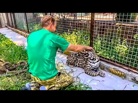 Видео: Олег Зубков снова в вольере с ягуаром Кабачком, сегодня у ягуара не очень хорошее настроение)))