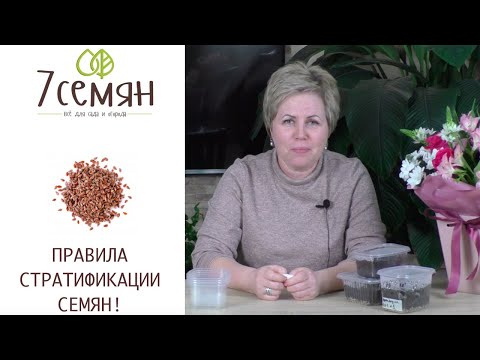 Видео: КАК ПРАВИЛЬНО ДЕЛАТЬ СТРАТИФИКАЦИЮ СЕМЯН И ЗАЧЕМ ЭТО НУЖНО!