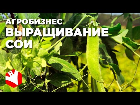 Видео: Бизнес на выращивании сои | КФХ Гриднев