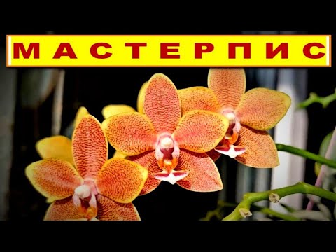 Видео: МАСТЕРПИС TABLE MASTERPIECE Phal - ОСЕННИЙ ПОЦЕЛУЙ ПОСЛЕ ЖАРКОГО ЛЕТА! ОБЗОР СОРТА, УХОД. ЦВЕТЕНИЕ!