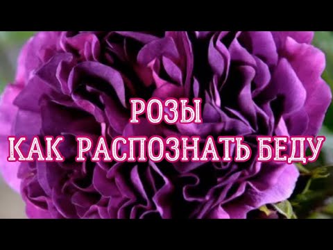 Видео: РОЗЫ. КАК РАСПОЗНАТЬ БЕДУ?. Я РЕШАЮ ЛЮБЫЕ ПРОБЛЕМЫ У ВАШИХ РОЗ.