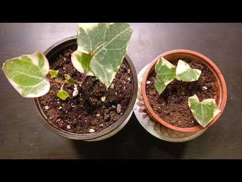 Видео: Размножение за 10 дней. Крупноязычковый крестовник.