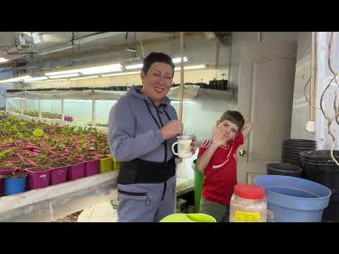 Видео: Чем обработать гортензии после периода покоя. 18.02