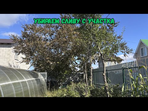 Видео: Убираем сливу с участка