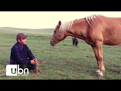 Видео: Шарга азарга